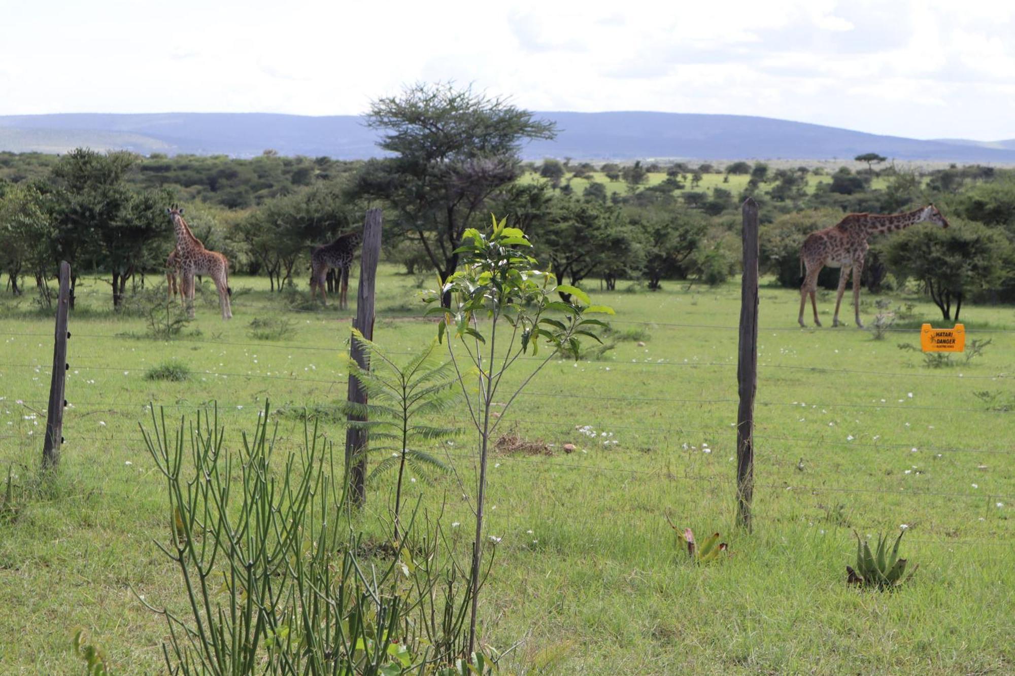 Kambu Mara Camp Hotel Sekenani Exterior foto